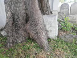 dav XV Obchody Dnia Pamięci o ofiarach holokaustu 31.01.2023